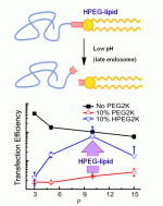 Summary graphic HPEG paper